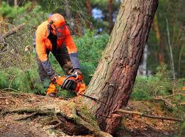 Best Emergency Tree Removal  in Pleasantville, NY